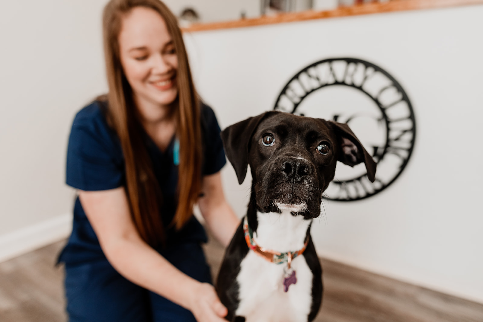 Veterinary Services in Dublin